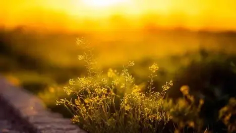 2024年英雄联盟全球总决赛赛程详解：入围赛与小组赛、淘汰赛赛制及召唤师奖杯争夺战